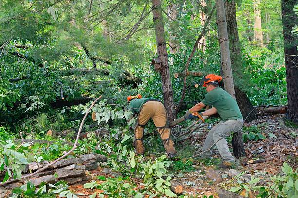 How Our Tree Care Process Works  in  Lake Mathews, CA
