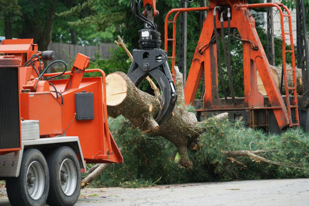 Reliable Lake Mathews, CA Tree Services Solutions